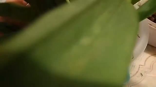 Пересадка уценки из Ашана Мильтонии Сансет смотреть онлайн