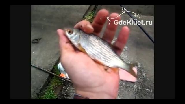 Рыбалка в Икше смотреть онлайн