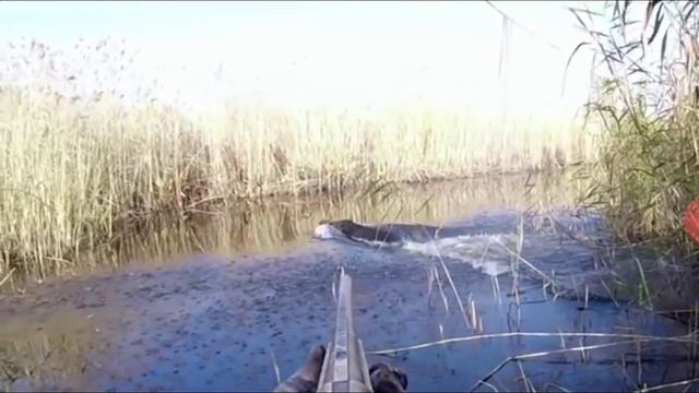 Охота на кабана смотреть онлайн