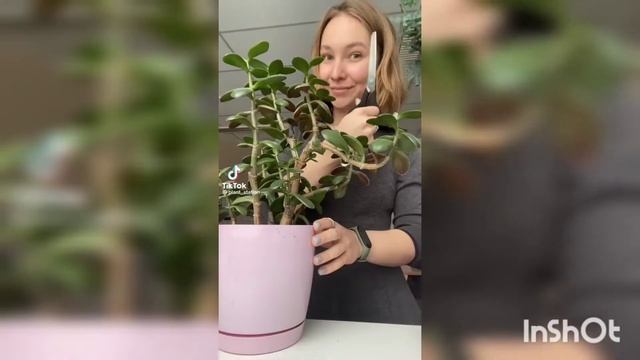 как правильно обрезать комнатные растения смотреть онлайн