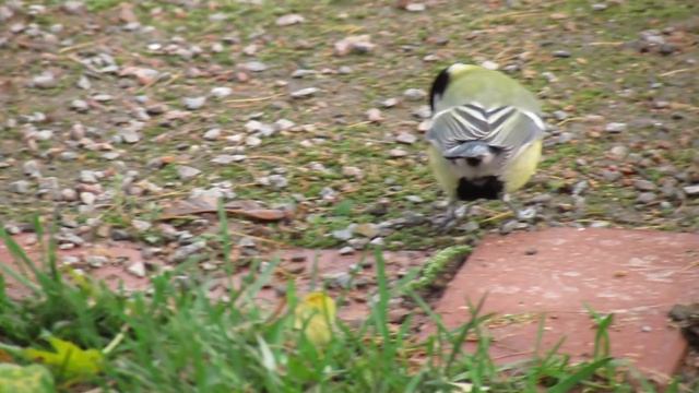 Синица и воробьи. смотреть онлайн