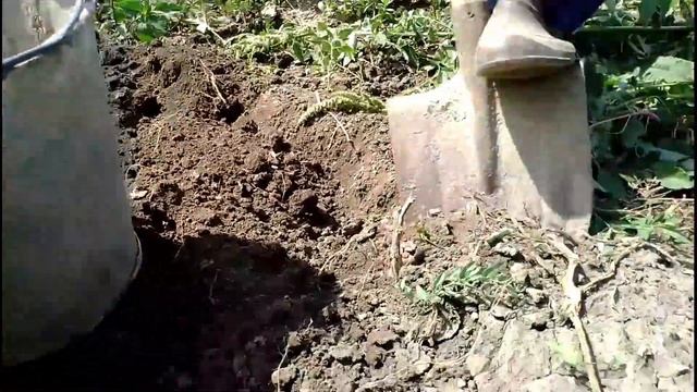 Копаем картошку у свёкра.Муж-помощник. смотреть онлайн