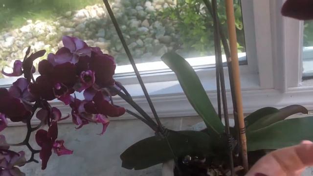 🌺СЕКРЕТ ЦВЕТЕНИЯ ОРХИДЕЙ ОТ ИННЫ ГОНКИ. смотреть онлайн