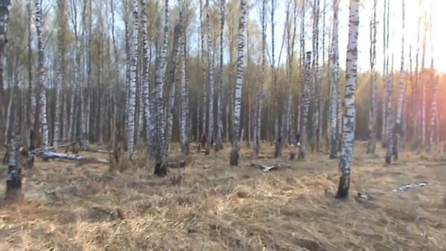 Солнечная берёзовая роща смотреть онлайн