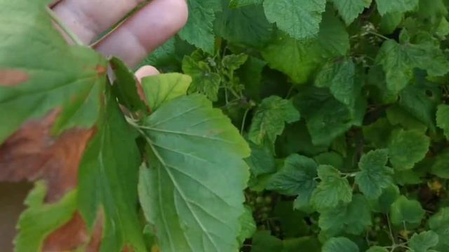 Почему на листьях смородины коричневые пятна? смотреть онлайн