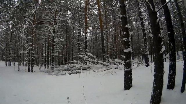 ОЧЕРЕДНОЙ ПВД В ЛЕС ИЛИ КАК ОСТАТЬСЯ В ЖИВЫХ смотреть онлайн