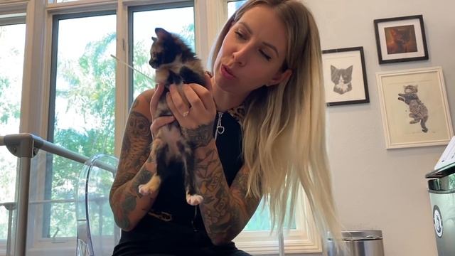 DNA Testing My Cats and Kittens! смотреть онлайн