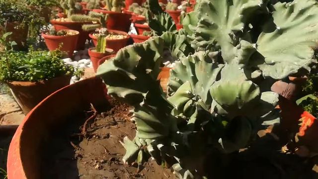 cactus fruit || cactus country || types of cactus || indoor cactus plants смотреть онлайн