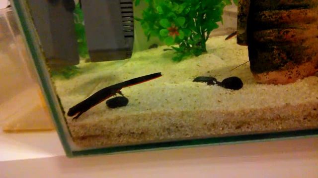 тритоны и рак в аквариуме смотреть онлайн