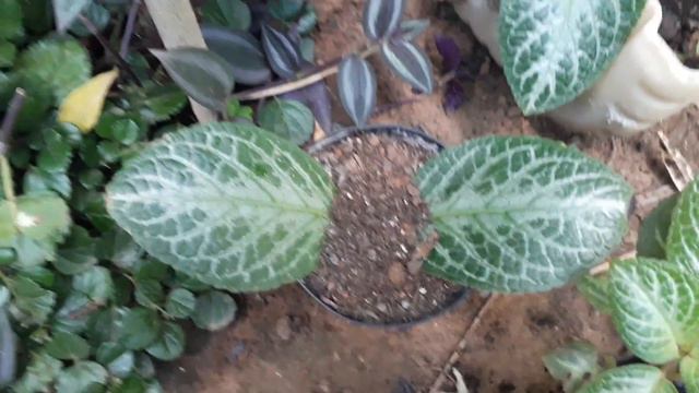 Como Fazer Muda De épicias A Partir Das Folhas!