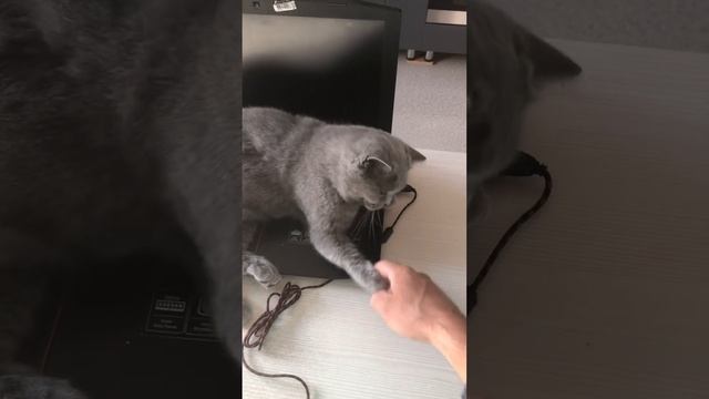 Кошка британка лежит ноутбук . Вон хозяин иди на улице . смотреть онлайн