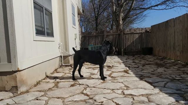 Cane Corso protecting his owner смотреть онлайн