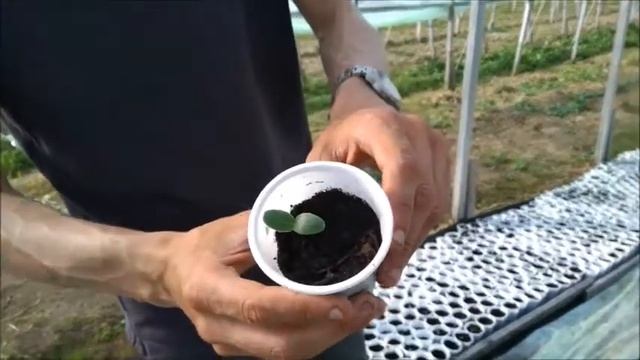 Всходы огурцов F1 Бьерн смотреть онлайн