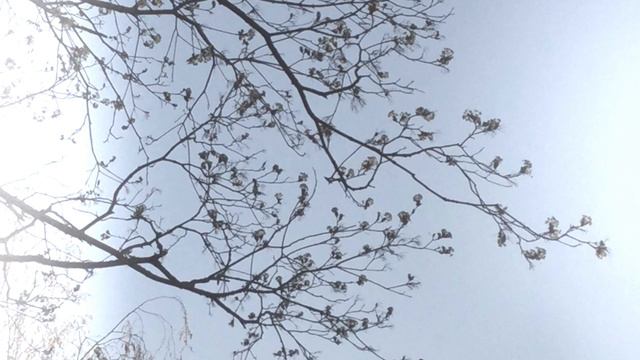 #iRinaXodus ©️ Music 🎼🎶🎶 Flute. Солнечногорский дворик смотреть онлайн