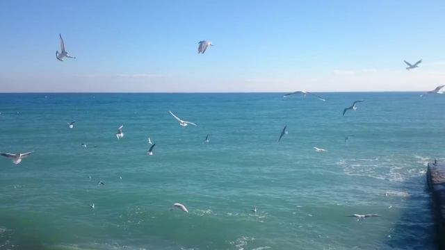 Крым 2016 , Алушта, море, чайки, прибой. смотреть онлайн
