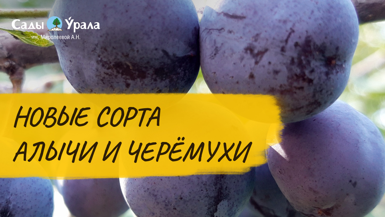 Алыча и черемуха: видеообзор смотреть онлайн