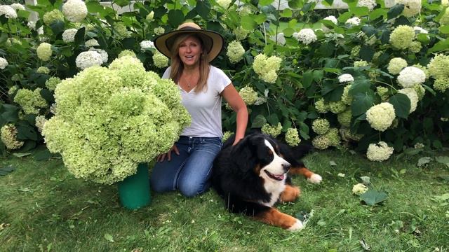 Hydrangea Varieties For Your Garden смотреть онлайн