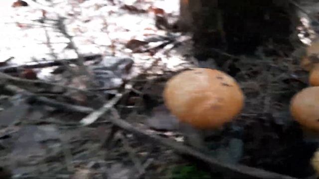 пока что видео не присылали, можете на грибы посмотреть. смотреть онлайн