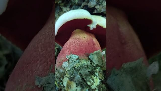 Otrovan Vrganj - LUDARA (Boletus satanas) смотреть онлайн