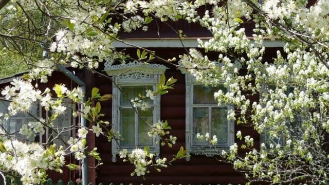 Зацвели саратовские вишни смотреть онлайн