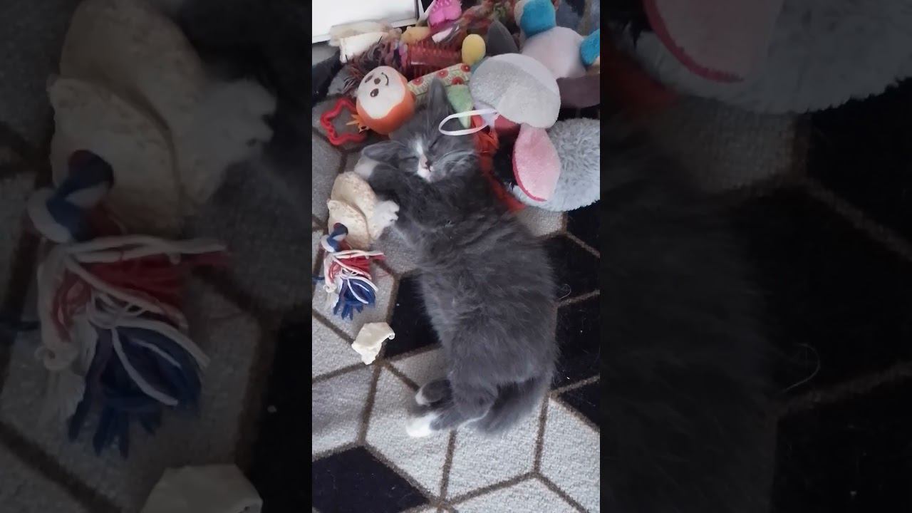 Марта где играла там уснула)#cat #котята смотреть онлайн