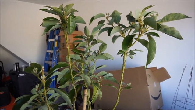 Dwarf Lila Avocado Flowering In North Carolina In January смотреть онлайн