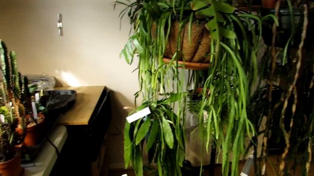 My Rhipsalis miyagawae Cactus Plant in beautiful Flower, Pfeiffera miyagawae, Lepismium Miyagawae смотреть онлайн