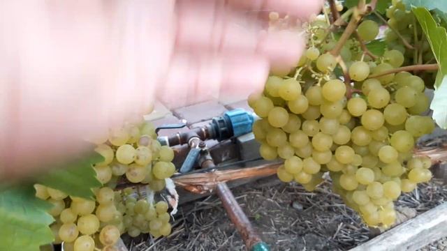 Казахстан Костанай Дачный Виноград ? 28.08.2022г смотреть онлайн