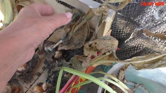 Тюльпаны Как убрать и сохранить смотреть онлайн