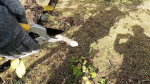 Отличный секатор с храповым механизмом !  Сравнение секаторов в работе ! Выбрать садовый секатор !