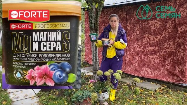 Что делать с гортензиями осенью - уход, обрезка и осенняя подкормка гортензий смотреть онлайн