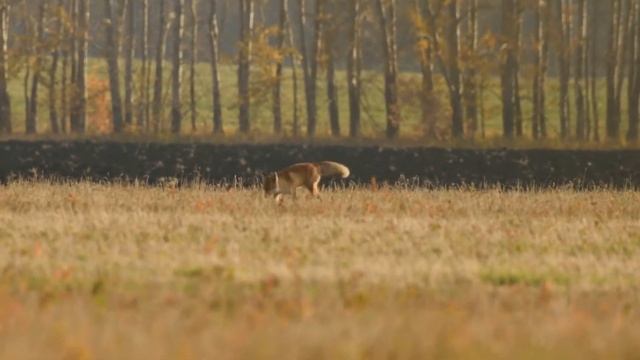 Фотоохота с Альбертом. Лис в поле. смотреть онлайн