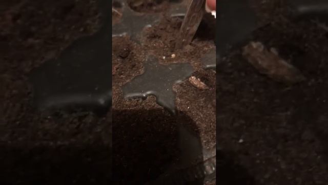 Посадка проросчего лука чернушки смотреть онлайн