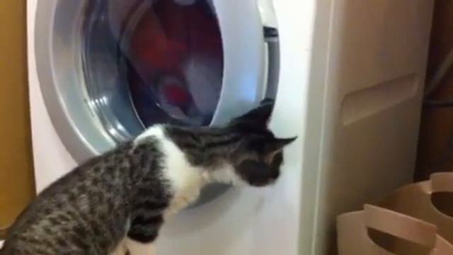 Kimi tries to figure out the washing machine смотреть онлайн
