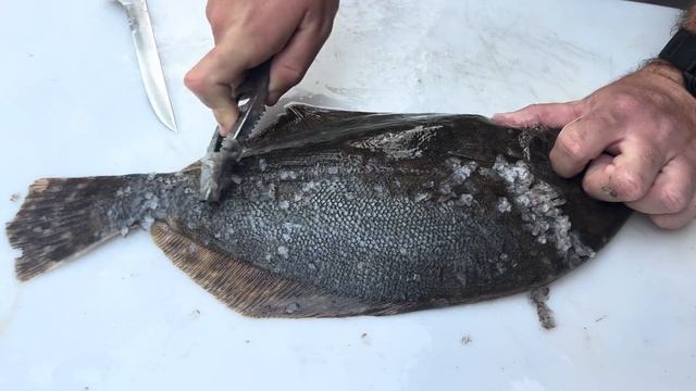 Bank Fishing Popular GALVESTON SPOTS for KEEPER FLOUNDER! (Catch, Clean, Cook) смотреть онлайн