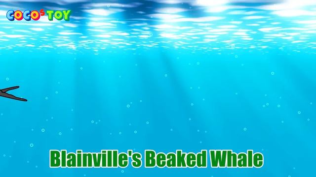 50minㅣEn DubbingㅣA Stories Of Whales And Sharks Adventuresㅣwhales For KidsㅣCoCosToy