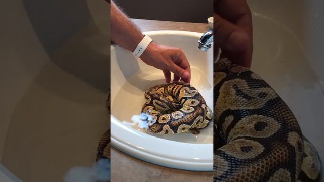 Ball python pastel morph смотреть онлайн