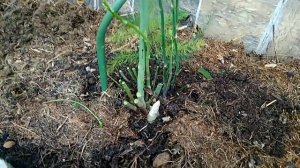 Выращиваю спаржу. Моя спаржа на второй год.