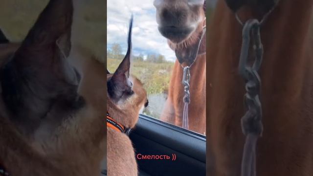 Каракал и лошадь ?! Забавные животные. Котики и приколы. Прикольные видео из тик ток. Кот Коты Cat смотреть онлайн