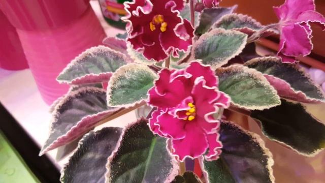 Фиалка Полина Виардо смотреть онлайн