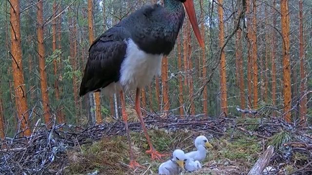 Черный аист . Аистенок глотает большую рыбу. смотреть онлайн