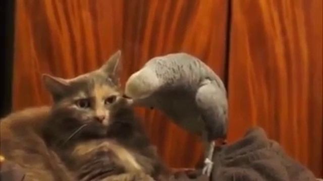 Борзый попугай!! наезжает на кота , смотреть всем 10 , жесть! смотреть онлайн