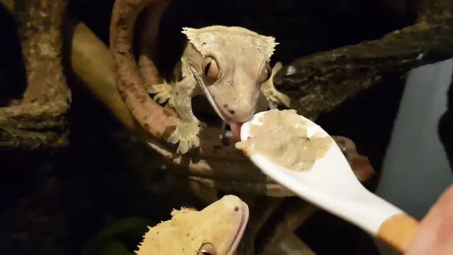 Gekony Orzęsione Repashy