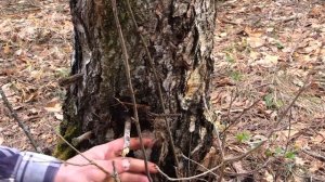 Берёзовый сок. Сбор и сохранение