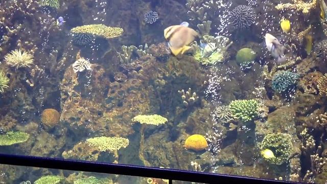 Королевский голубой хирург смотреть онлайн