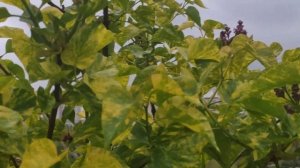 Сирень Аукубафолия