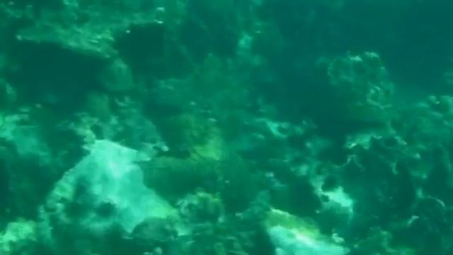 Подводный мир Сиамского залива_2 смотреть онлайн