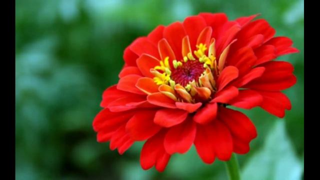 Flower video song. And Beautiful Flower king. Kinemaster edit video. смотреть онлайн