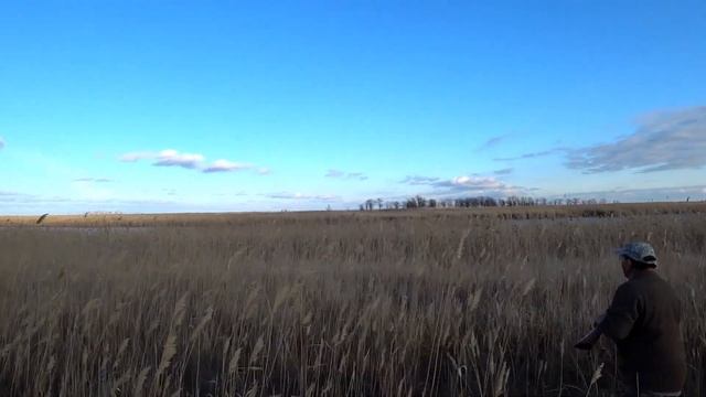 Охота в Ростове-на-Дону.Заяц.Фазан смотреть онлайн