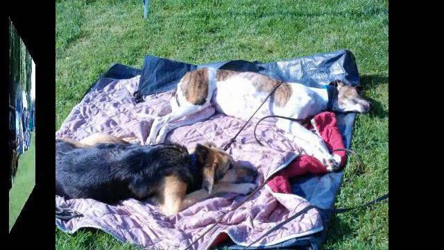 DOGS AND FRIENDS Podencotreffen 2010 in Offenbach смотреть онлайн